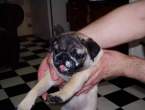 Puppy.jpg