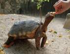 Turtle lunch.jpg