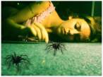 spiders_by_lizard102.JPG