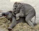 ElephantLove.jpg