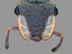 ants_008.jpg