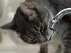 Thirsty.jpg