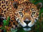 Jaguar,_Brasilia.jpg