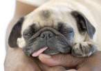Puppy.jpg