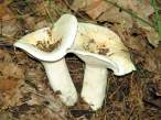 Lactarius_piperatus.jpg