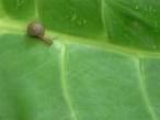 Snail.jpg