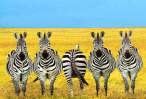 Zebras.jpg