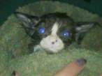 Gremlin Kitty.jpg