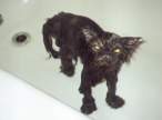 pissed-off-cat.jpg