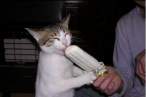 Cats Like Ice Cream Too.jpg