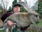 Wabbit.jpg