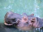 Hippo.jpg
