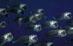 Fishes.jpg