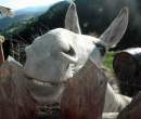 Donkey.jpg