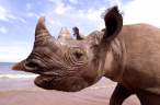 Rhino.jpg