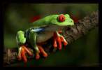 Frog.jpg