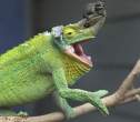 Lizzard.jpg