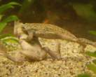 Frogs.jpg