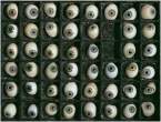 Eyes.jpg