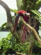 Parrot love.jpg