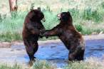 Bears.jpg