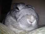 Wabbit.jpg