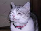 Kitty.jpg