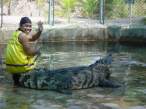 Crocodile.jpg