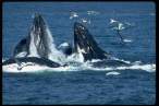 Whale.jpg