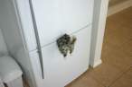 whereisourcat.jpg