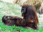 Monkey love.jpg