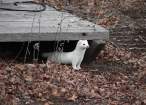 Albino.jpg