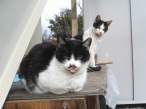 Hitler Kitty.jpg