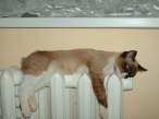Kitty [18+].jpg
