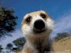 Sniff.jpg