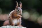 Squirell.jpg