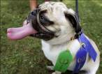 Dog Tongue.jpg