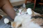 Just fat.jpg