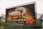Natural Wool.gif