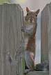 Squirell.jpg