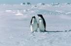 Penguins.jpg