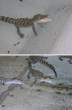 Tiny gator.jpg