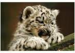 Tiger.jpg