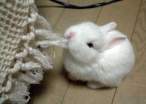 Rabbit.jpg