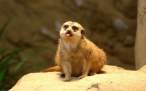Funny creature.jpg