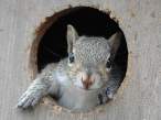 Chipmunk.jpg