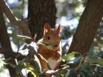 Chipmunk.jpg