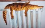 Gator.jpg