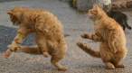 Cat dance.jpg