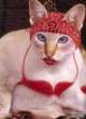 cat5.jpg